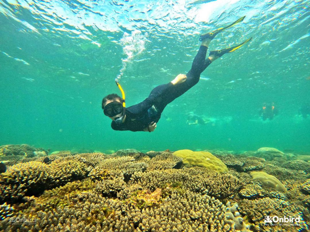 Phu Quoc Coral Jungle Reef snorkeling