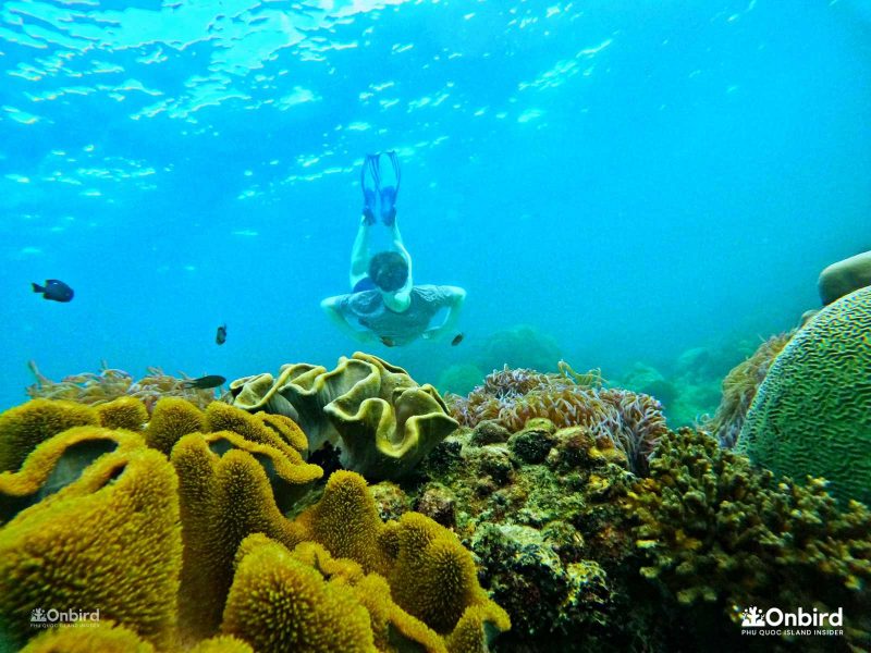 Khách tham gia khám phá san hô cùng OnBird Phú Quốc