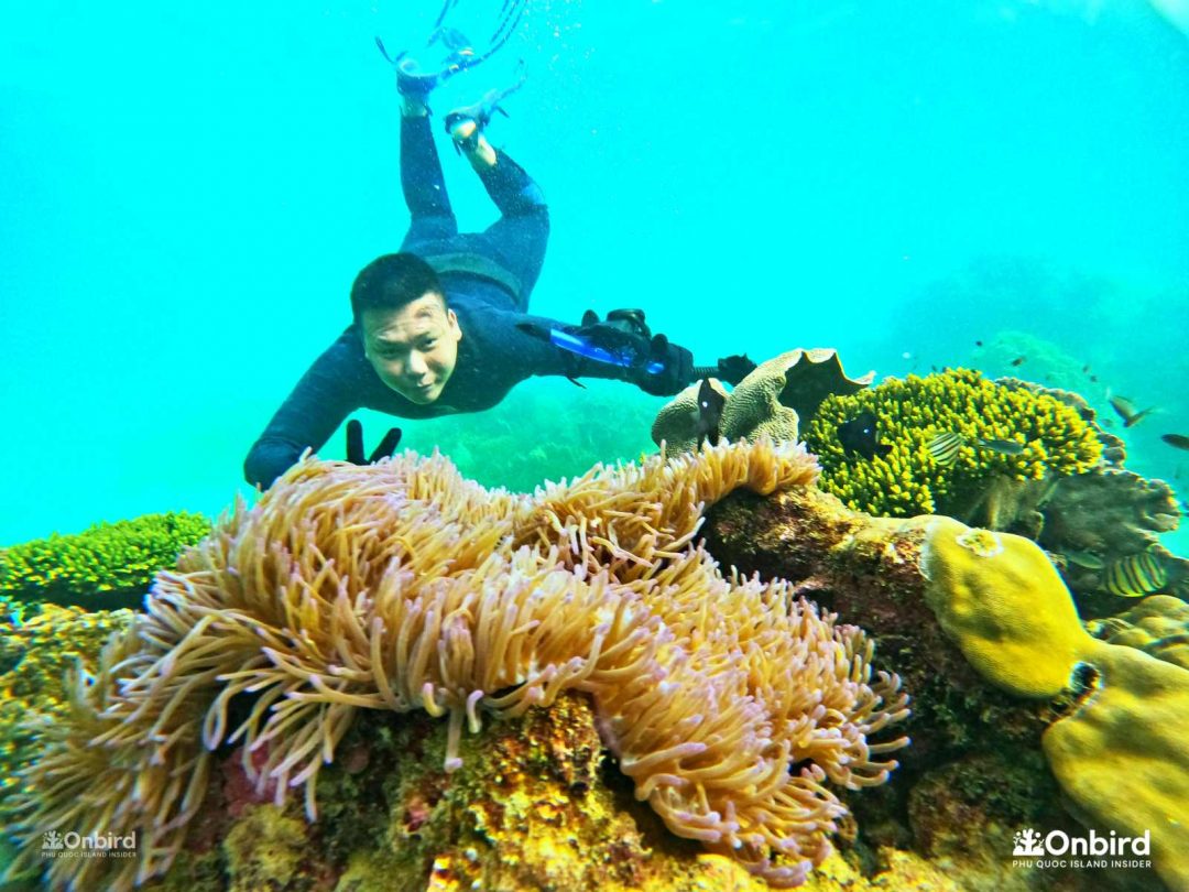 Multi Reef & Beach Coral Jungle Reef