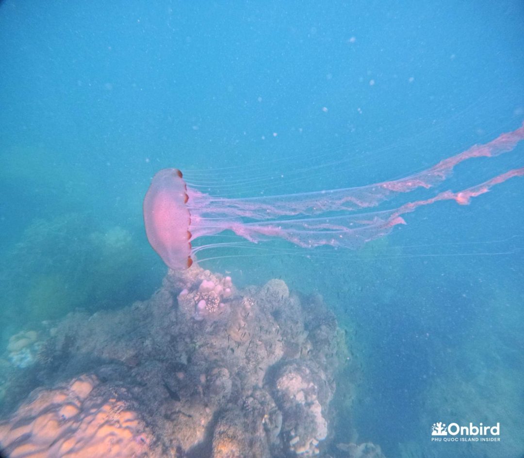 The flame jellyfish in Phu Quoc Island, photo captured by OnBird Phu Quoc - Marine Discovery Snorkeling Tour