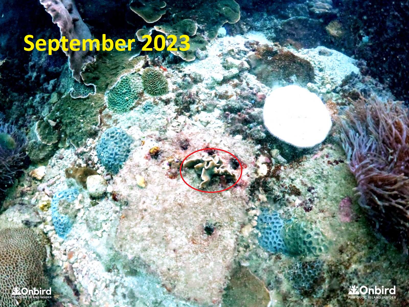 A broken cactus coral was attached on a bio-rock since September 2023