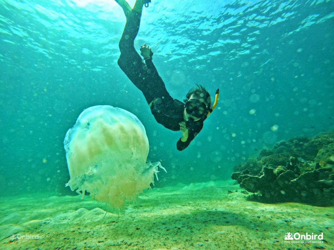 Phu Quoc Coral Jungle Reef snorkeling