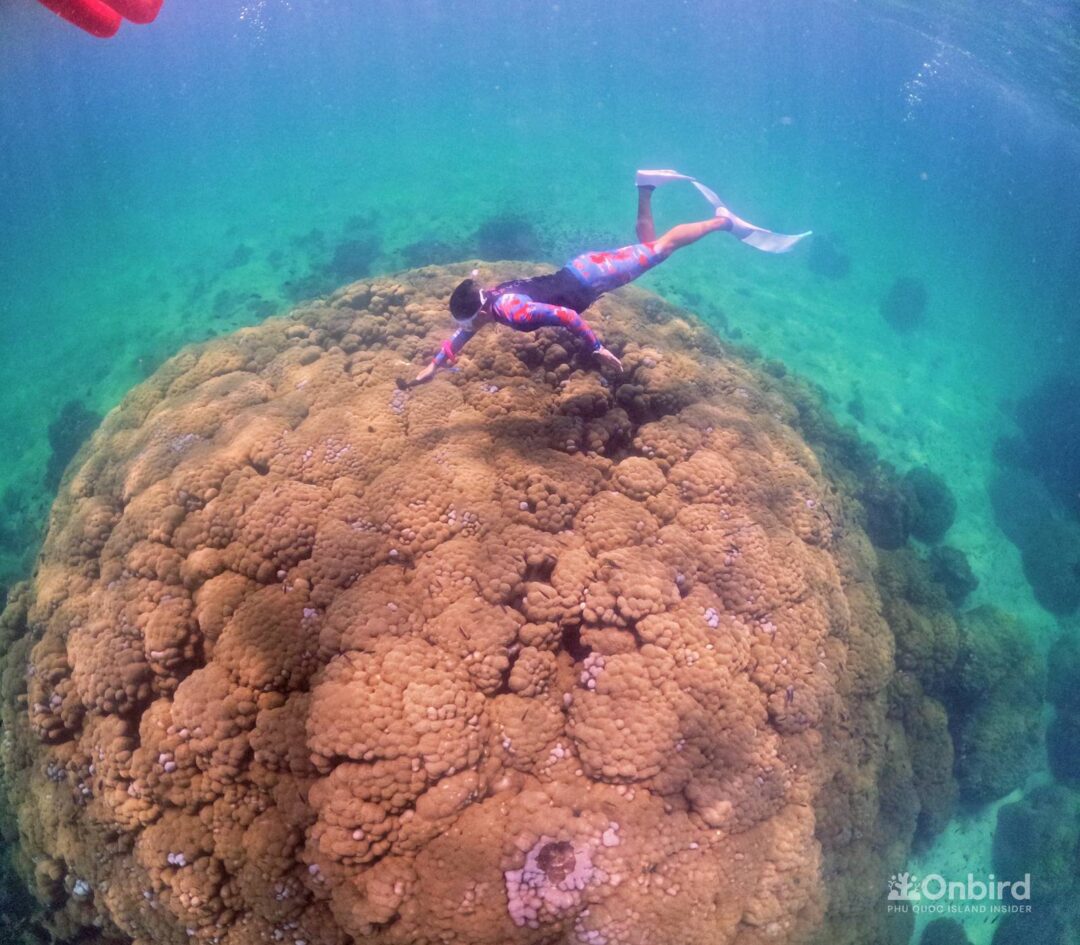 Professional guided discovery snorkeling tour in Phu Quoc to learn about marine life