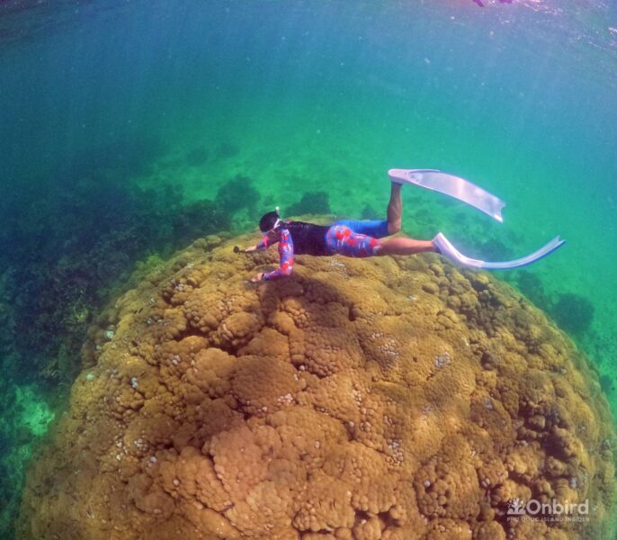 Professional guided discovery snorkeling tour in Phu Quoc to learn about marine life