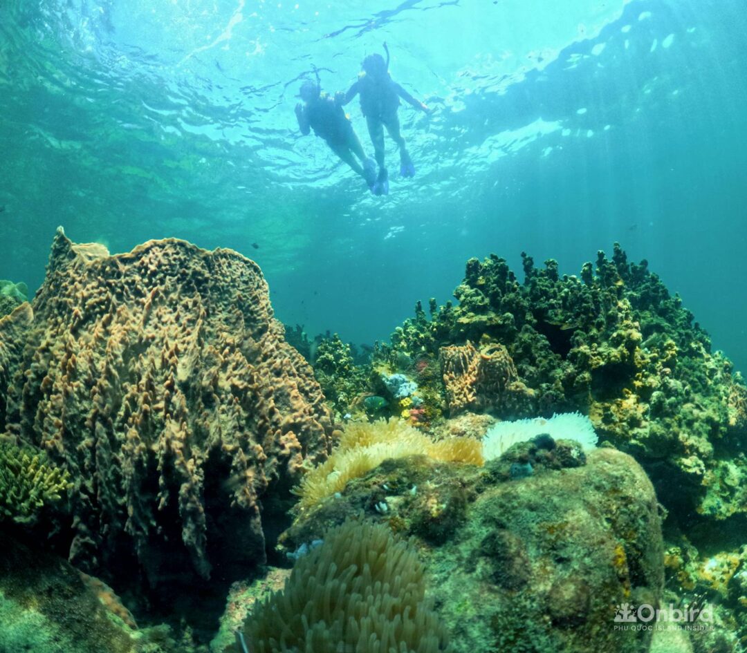 Professional guided discovery snorkeling tour in Phu Quoc to learn about marine life