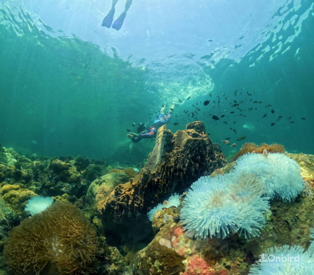 Professional guided discovery snorkeling tour in Phu Quoc to learn about marine life