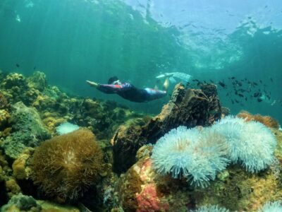 Professional guided discovery snorkeling tour in Phu Quoc to learn about marine life