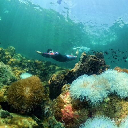 Professional guided discovery snorkeling tour in Phu Quoc to learn about marine life