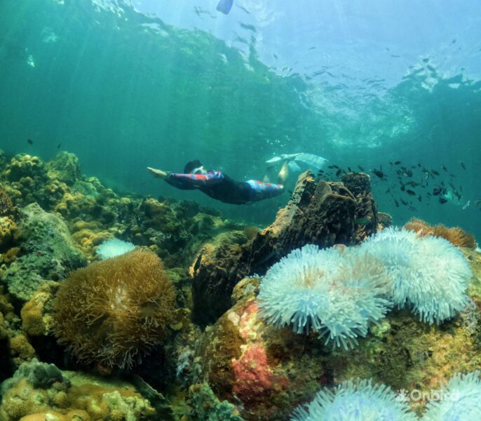 Professional guided discovery snorkeling tour in Phu Quoc to learn about marine life