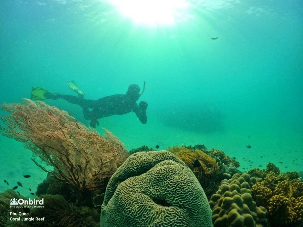 FASCINATING DIVES AT CORAL JUNGLE, ONE OF THE LARGEST CORAL REEF IN PHU QUOC