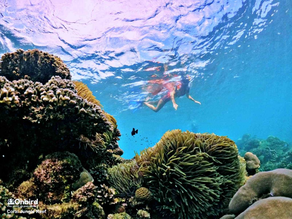 Im getting lost in the Coral Jungle, Phu Quoc Island, Vietnam