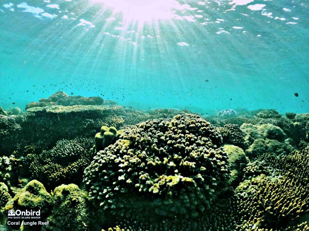 Coral garden at the Coral Jungle Reef, Phu Quoc Island, Vietnam