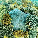 See corals in very close distance in the Coral Jungle Reef, Phu Quoc Island, Vietnam
