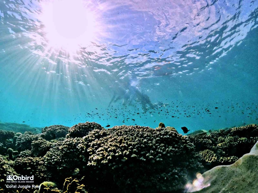 Im getting lost in the Coral Jungle, Phu Quoc Island, Vietnam