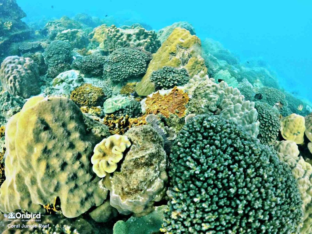 Macro snorkeling to see coral and anemone in a close distance in the Coral Jungle Reef, Phu Quoc Island