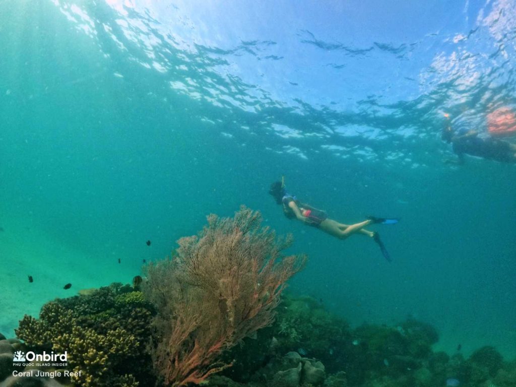 Lise dived into the water to see a fan coral at the Coral Jungle Reef, Phu Quoc Island, Vietnam