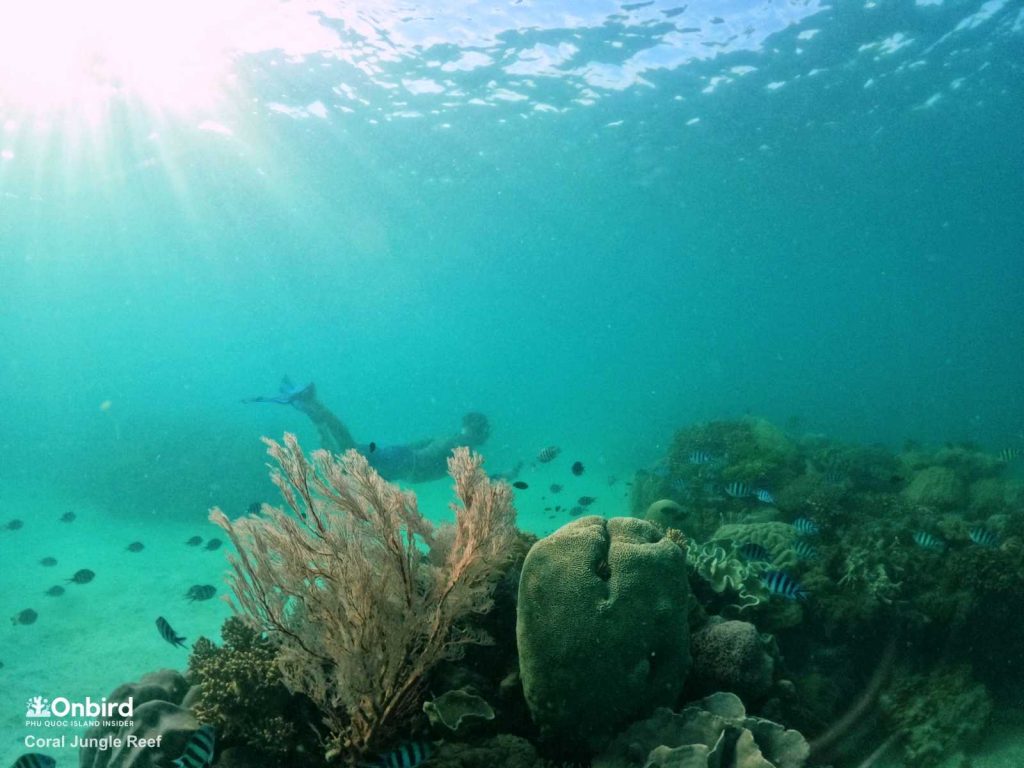 Lise dived into the water to see a fan coral at the Coral Jungle Reef, Phu Quoc Island, Vietnam