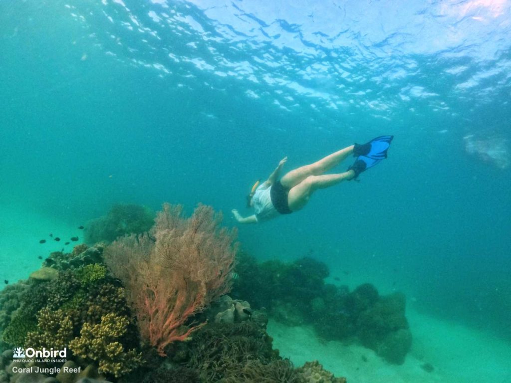 Josefine dived into the water to see a fan coral at the Coral Jungle Reef, Phu Quoc Island, Vietnam