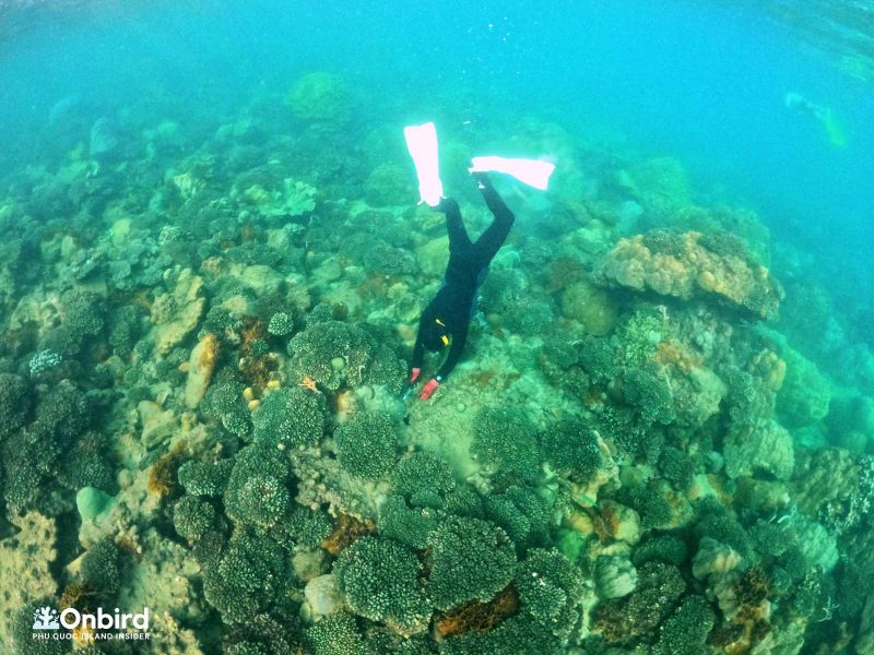 Coral Restoration in Phu Quoc Island, Vietnam