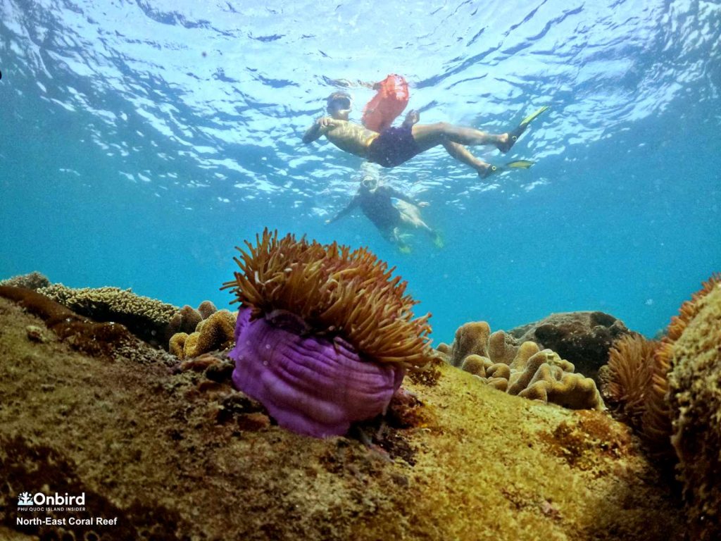 I lost in the "Coral City" in the North-east Coral Reef, Phu Quoc Island, Vietnam