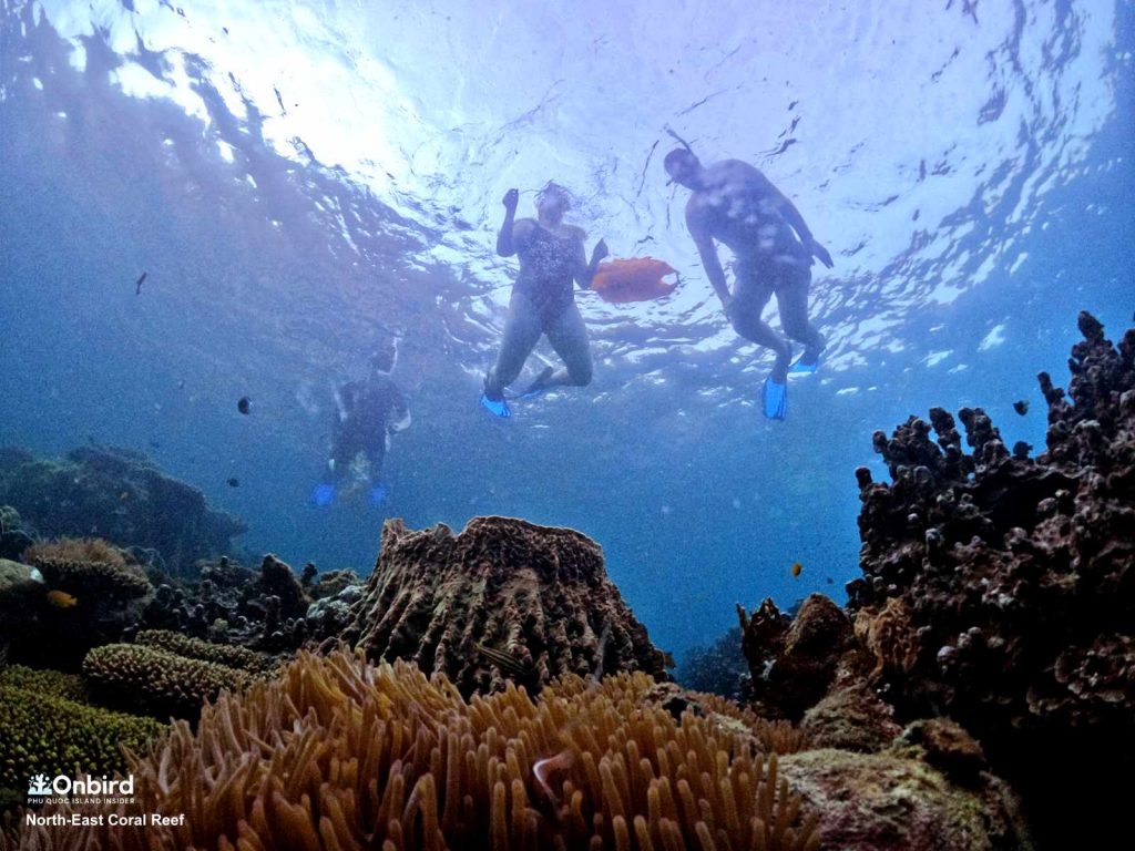 I lost in the "Coral City" in the North-east Coral Reef, Phu Quoc Island, Vietnam