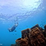 Dive into the giant barrel sponge in North-east Coral Reef, Phu Quoc Island, Vietnam