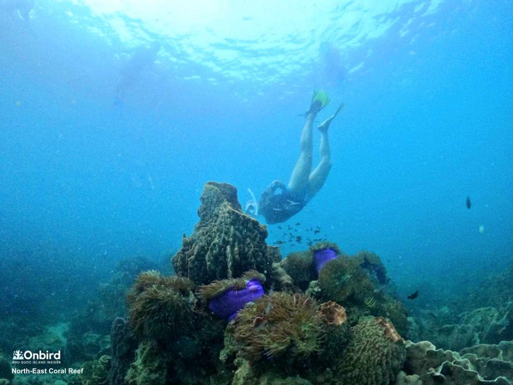 Dive into the giant barrel sponge in North-east Coral Reef, Phu Quoc Island, Vietnam