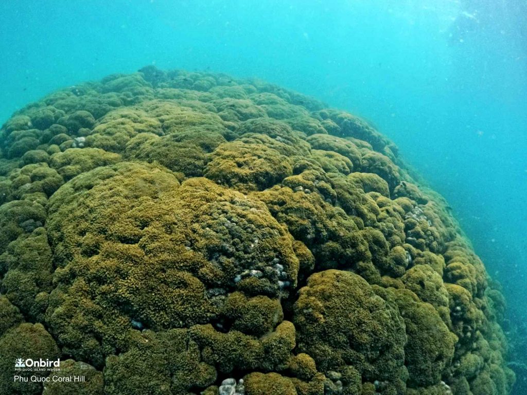 Flowerpot coral known as Goniopora stokesi is ball shaped with very long tentacles. Coral Hill in Phu Quoc Island, Vietnam