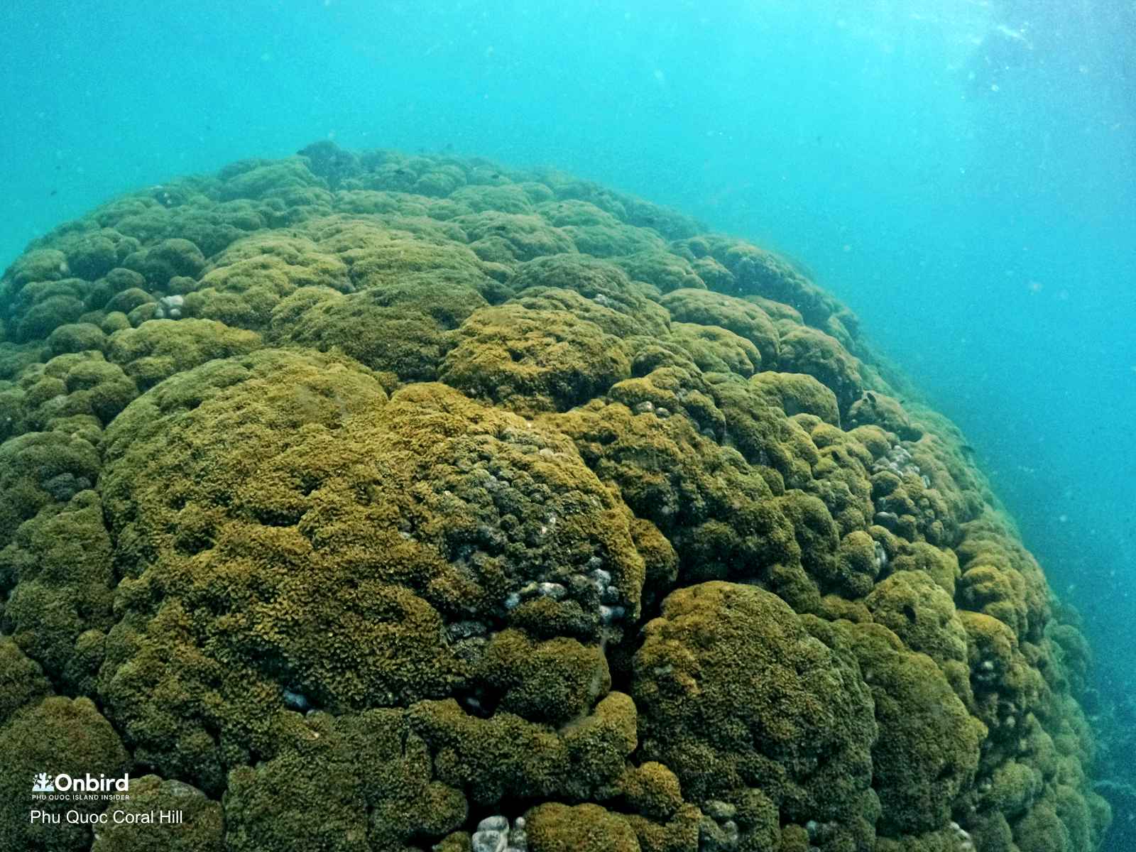 Flowerpot coral known as Goniopora stokesi is ball shaped with very long tentacles. Coral Hill in Phu Quoc Island, Vietnam