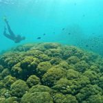 Snorkeling & diving to explore Coral Hill in Phu Quoc island, Vietnam. The second largest flowerpot coral cluster in whole Phu Quoc