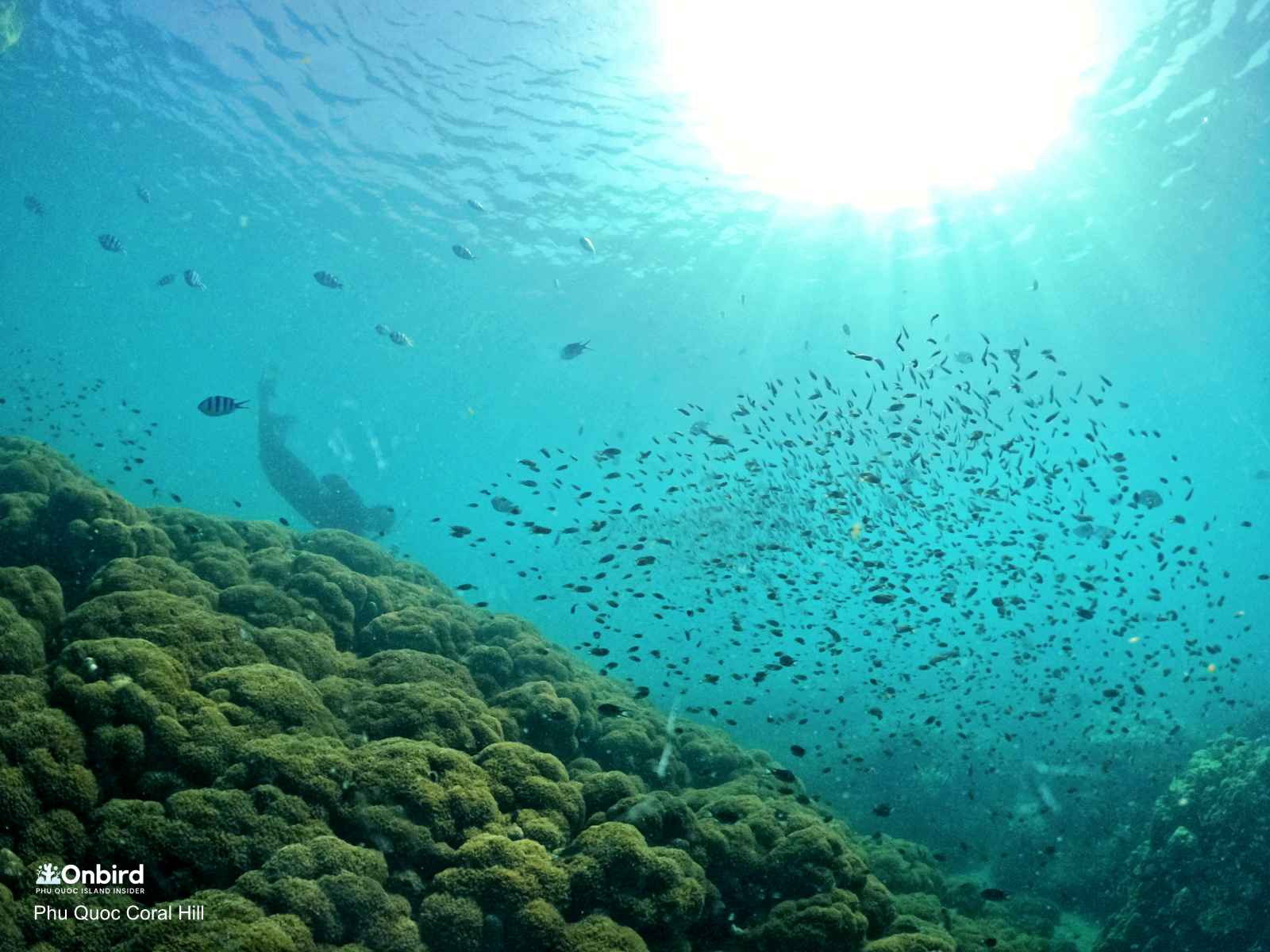 Flowerpot coral known as Goniopora stokesi is ball shaped with very long tentacles. Coral Hill in Phu Quoc Island, Vietnam
