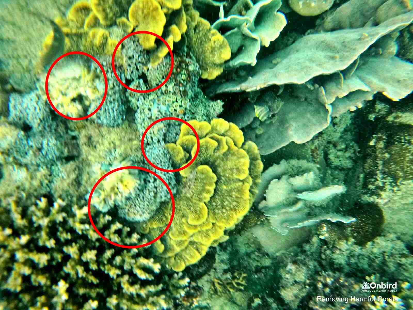 Button Polyp Coral is blanketing a cabbage coral at a coral reef in Phu Quoc Island, Vietnam