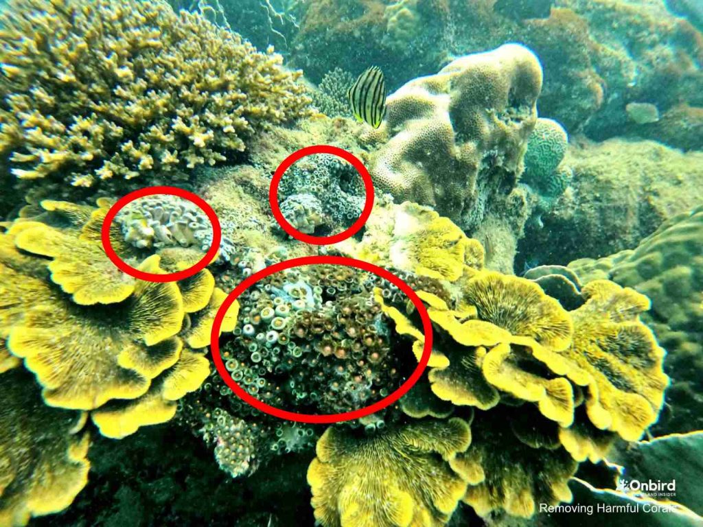 Removing harmful corals which invade coral reefs in Phu Quoc