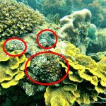 Removing harmful corals which invade coral reefs in Phu Quoc
