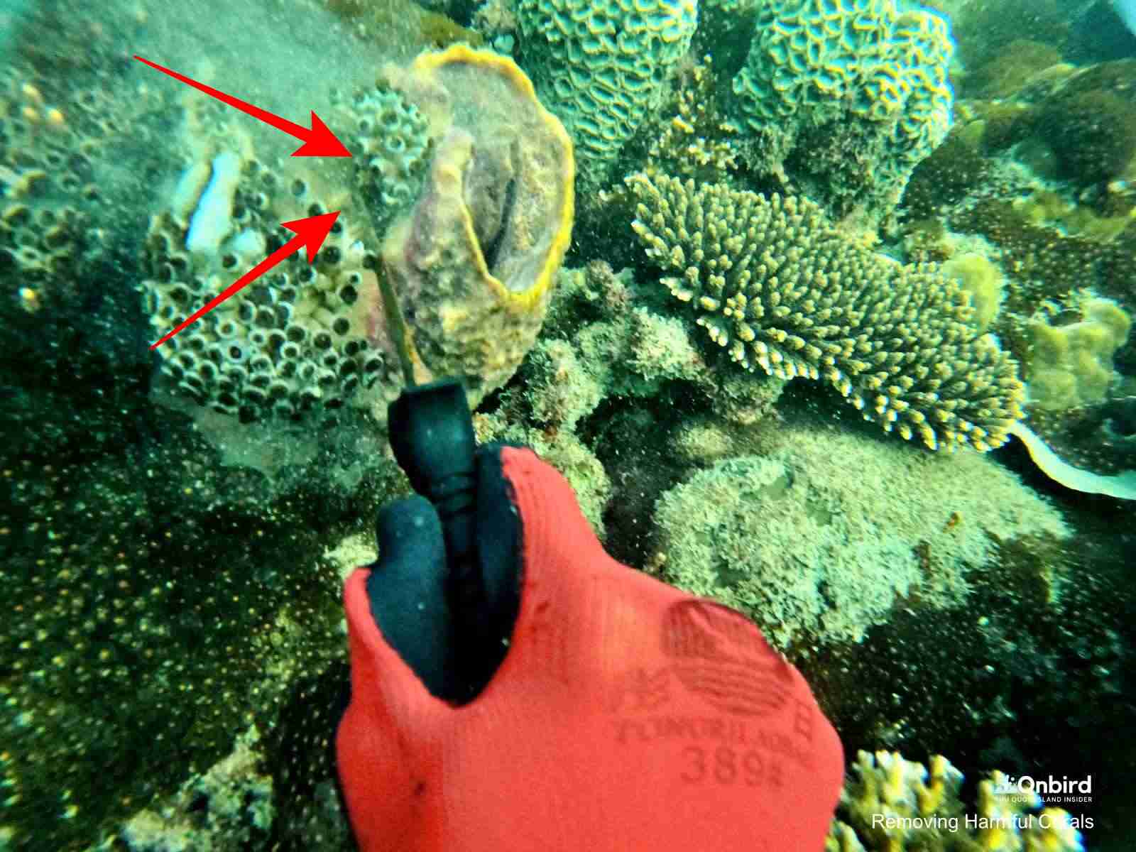 Removing harmful corals from a barrel sponge at a coral reef, Phu Quoc Island, Vietnam