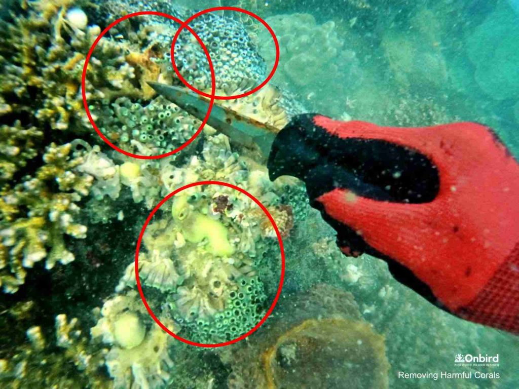 OnBird team removes Button Polyp Corals from an alive Cauliflower coral | Save Phu Quoc Coral
