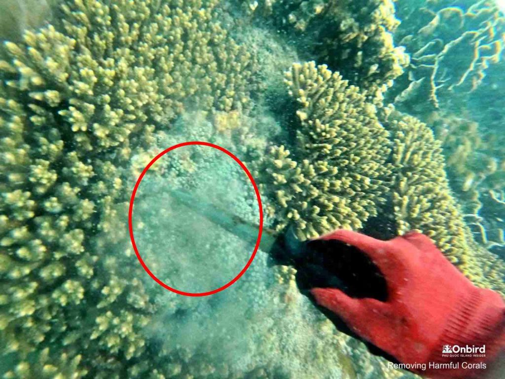 OnBird team removes Button Polyp Corals from an alive Cauliflower coral | Save Phu Quoc Coral