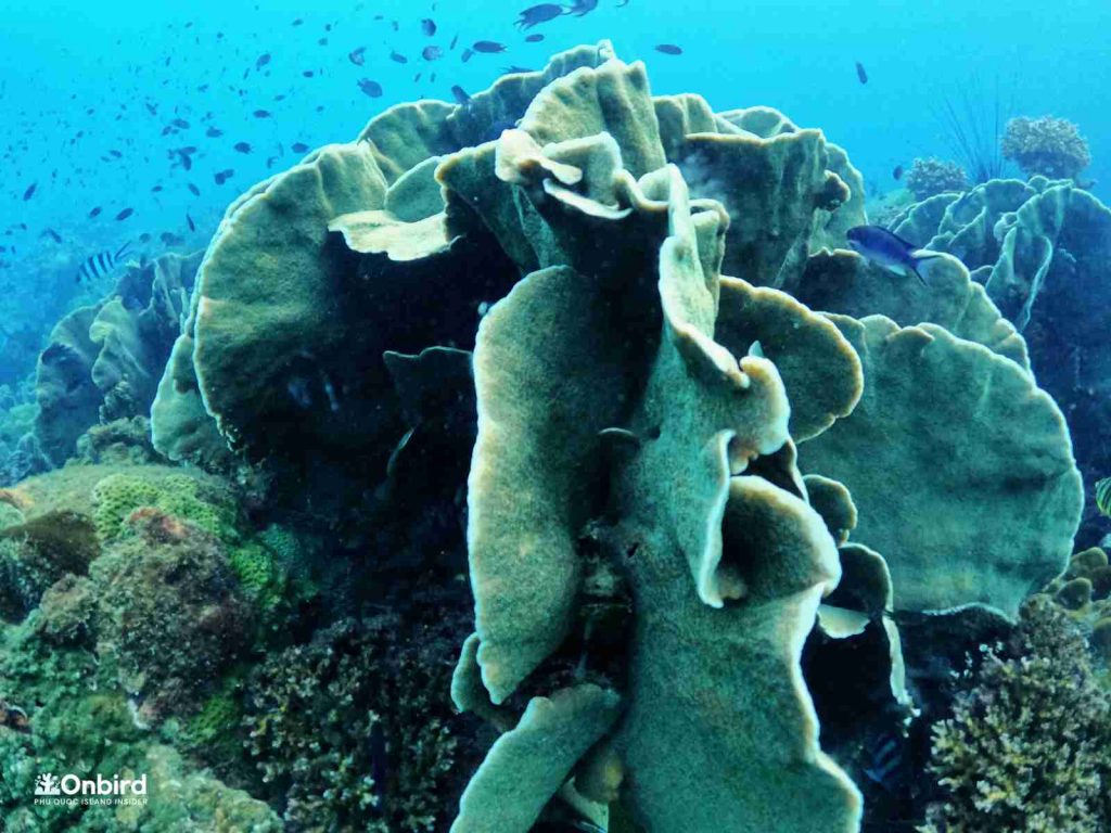 Leaf-like Pavona genus coral, which is a relative to Cactus coral found in Phu Quoc Island, Vietnam