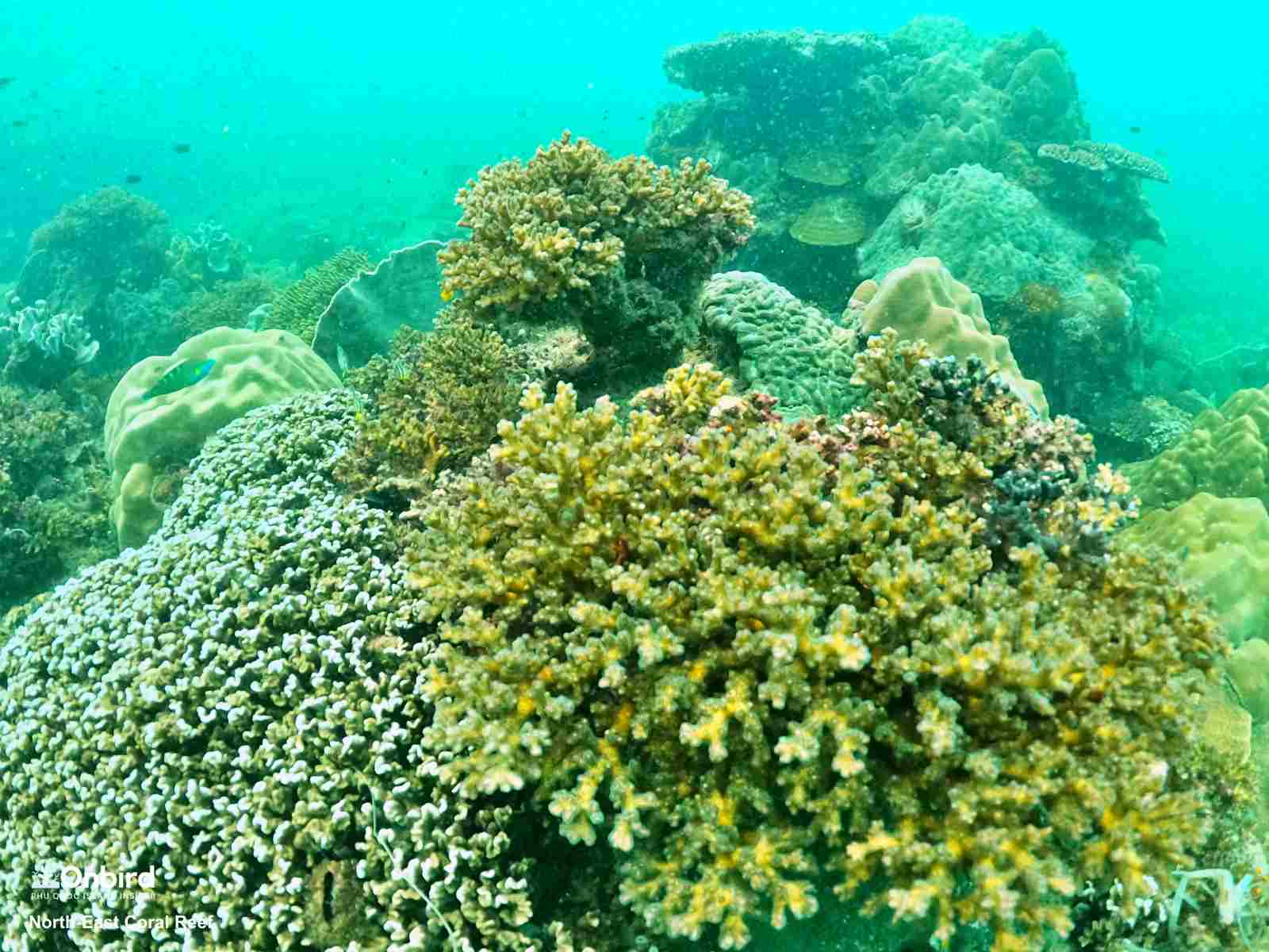 Lace coral in the North-east Coral Reef, Phu Quoc Island, Vietnam