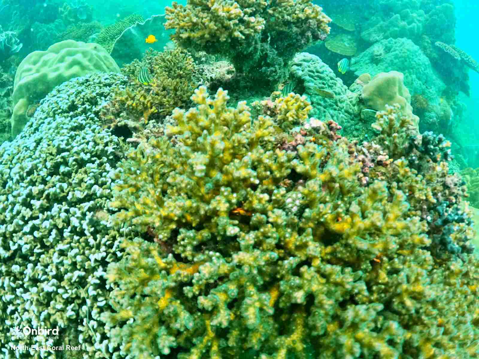 您可以在越南富国岛看到哪些珊瑚物种？ - OnBird | Phu Quoc Soft 