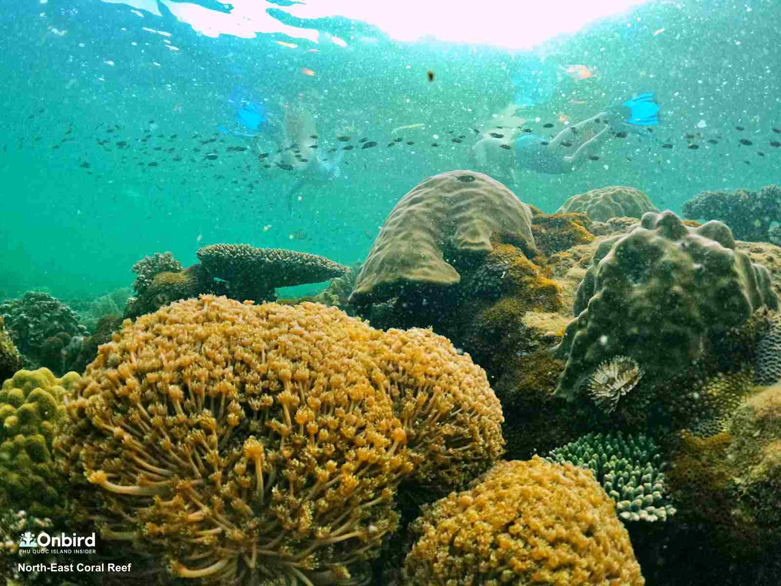 Flowerpot coral in the North-east Coral Reef, Phu Quoc Island, Vietnam