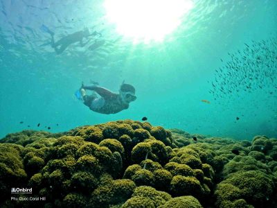 [小团游] – 专业浮潜探索特色隐藏珊瑚礁(最多8-9 成人) - OnBird | Phu 