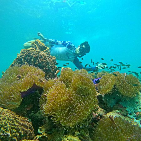 Professional Marine Life Discovery Snorkeling with small group in Phu Quoc Island, Vietnam