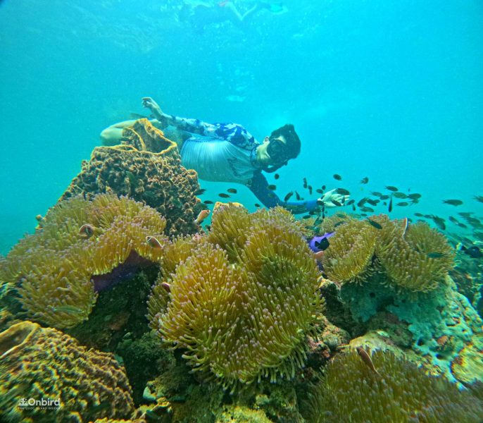 Professional Marine Life Discovery Snorkeling with small group in Phu Quoc Island, Vietnam