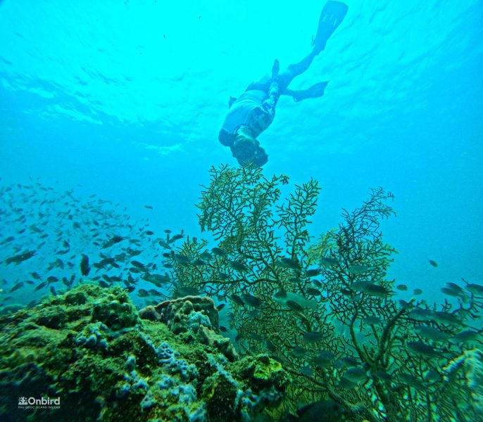 Professional Marine Life Discovery Snorkeling with small group in Phu Quoc Island, Vietnam