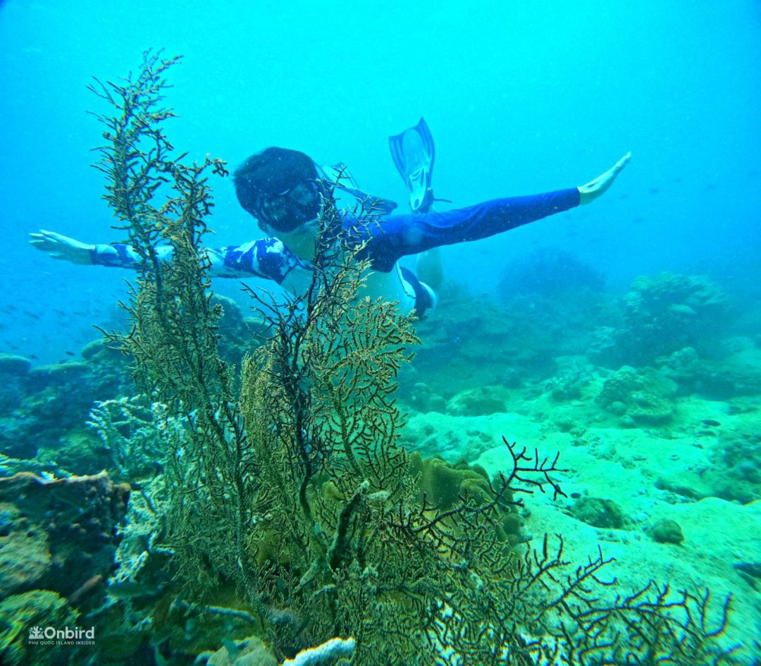 Professional Marine Life Discovery Snorkeling with small group in Phu Quoc Island, Vietnam