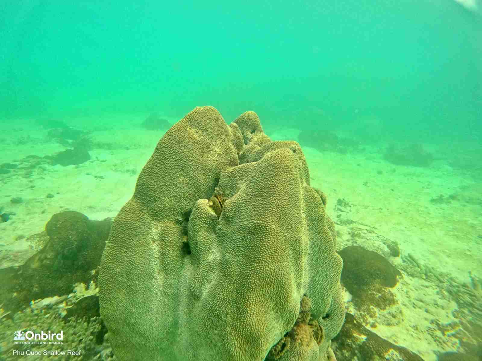 Massive Horn Coral (Hydnophora microconos) in the Shallow Reef, Phu Quoc Island, Vietnam