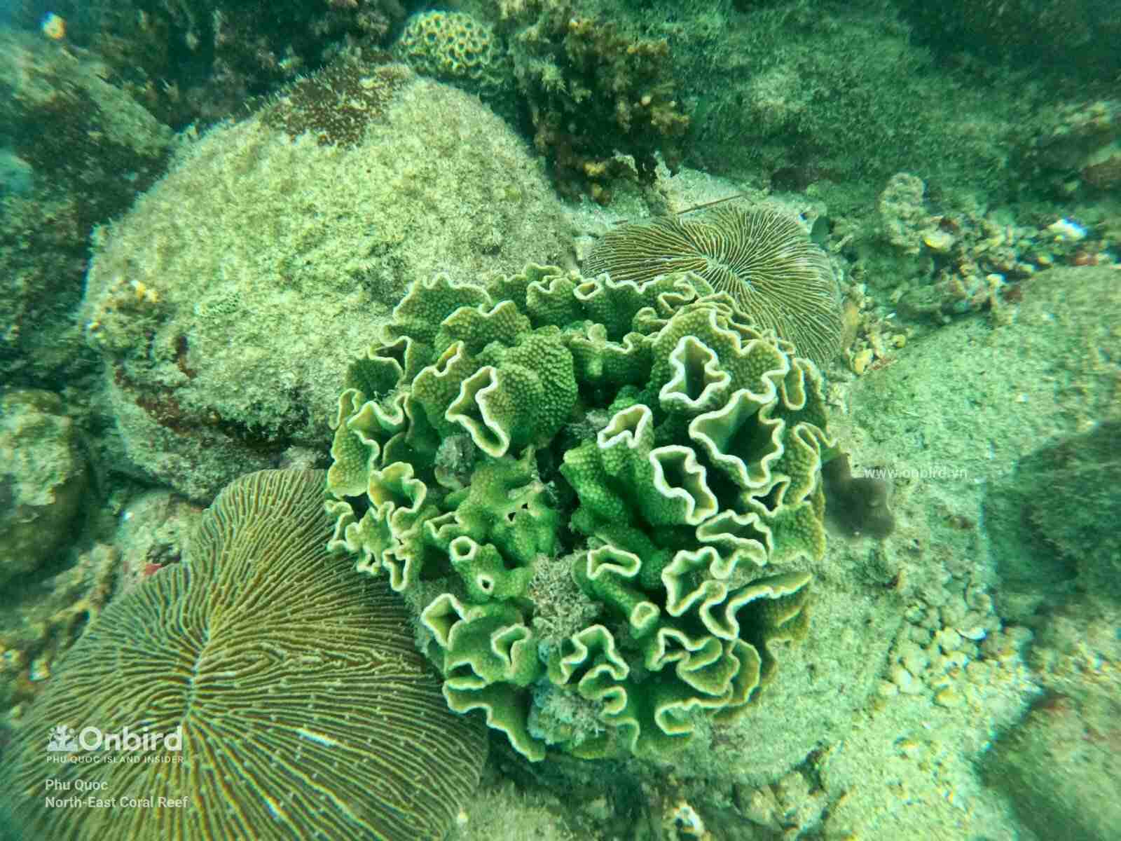 Salad Coral in Phu Quoc Island, VIetnam ("Vulnerable" Globally)