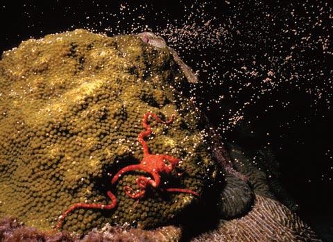 Coral Spawning