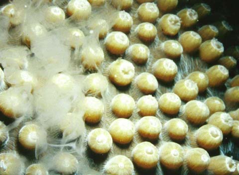 HOW DO CORALS REPRODUCE? FACTS YOU MIGHT NOT KNOW HOW DO CORALS REPRODUCE? FACTS YOU MIGHT NOT KNOW